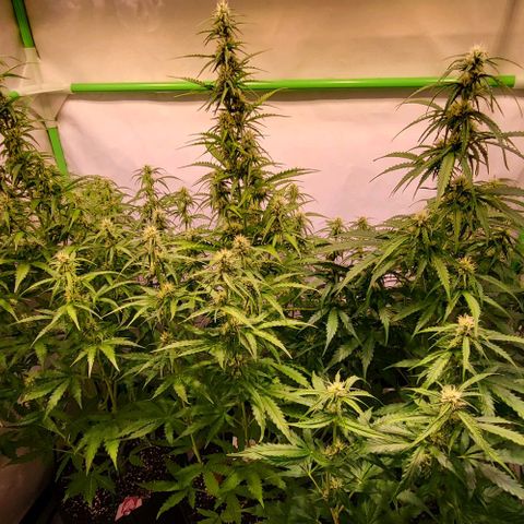 Pink Rozay Auto growlog timeline photo