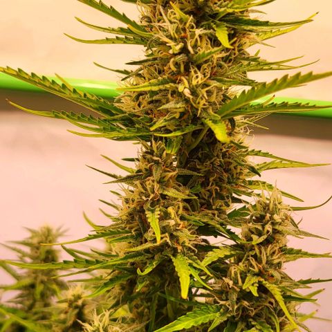 Pink Rozay Auto growlog timeline photo
