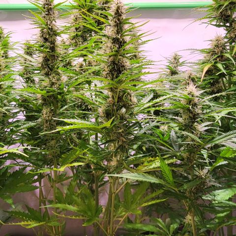 Pink Rozay Auto growlog timeline photo