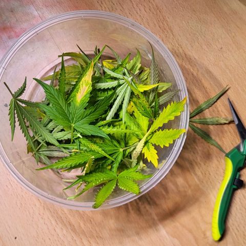 Pink Rozay Auto growlog timeline photo