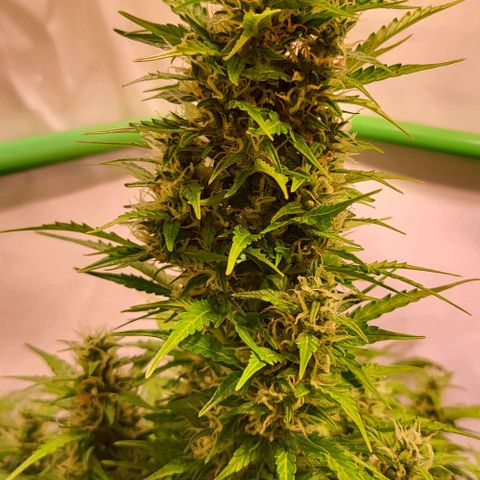 Pink Rozay Auto growlog timeline photo