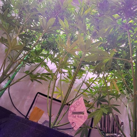 Pink Rozay Auto growlog timeline photo