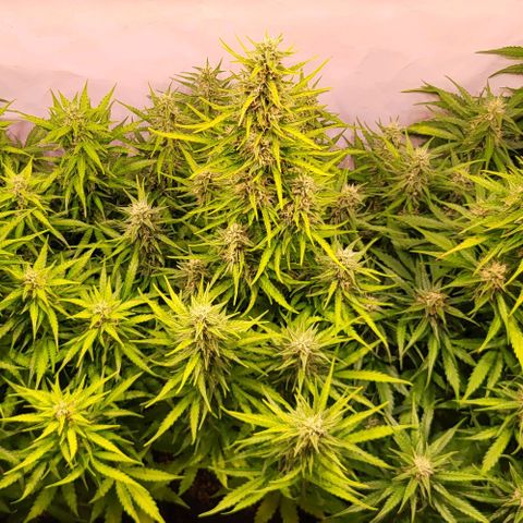 Pink Rozay Auto growlog timeline photo