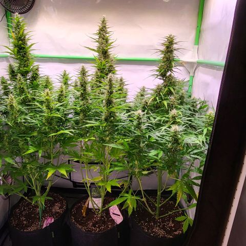 Pink Rozay Auto growlog timeline photo