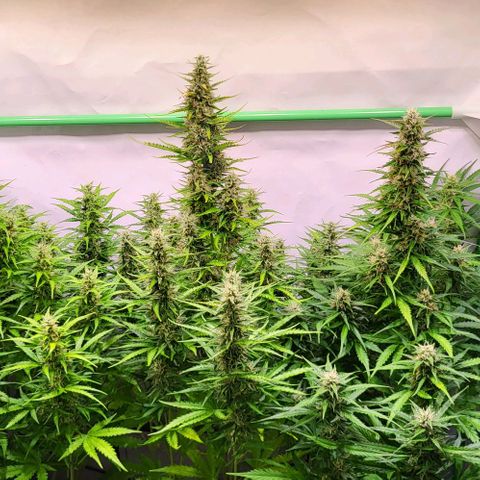 Pink Rozay Auto growlog timeline photo