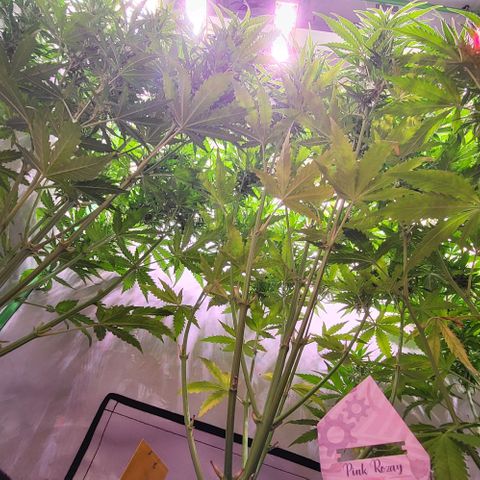 Pink Rozay Auto growlog timeline photo