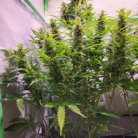 Pink Rozay Auto growlog timeline photo