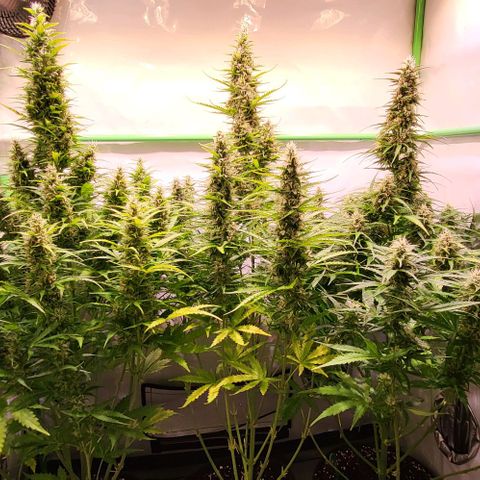 Pink Rozay Auto growlog timeline photo
