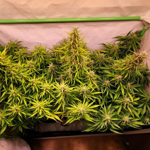 Pink Rozay Auto growlog timeline photo