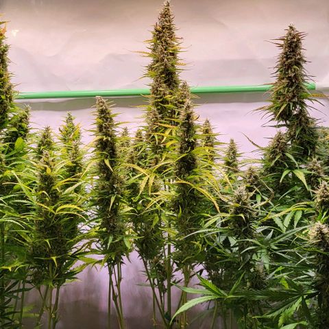 Pink Rozay Auto growlog timeline photo