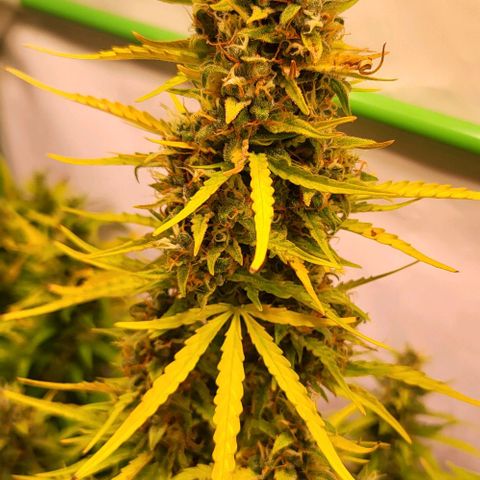 Pink Rozay Auto growlog timeline photo