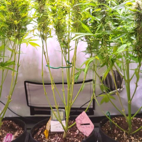 Pink Rozay Auto growlog timeline photo