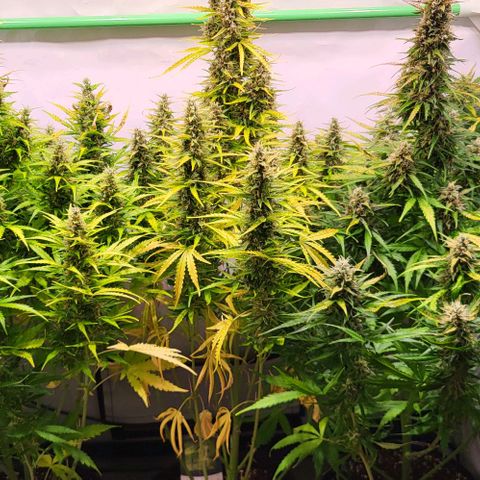 Pink Rozay Auto growlog timeline photo