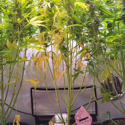 Pink Rozay Auto growlog timeline photo
