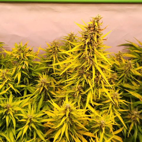 Pink Rozay Auto growlog timeline photo