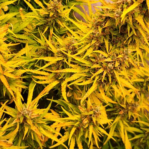 Pink Rozay Auto growlog timeline photo
