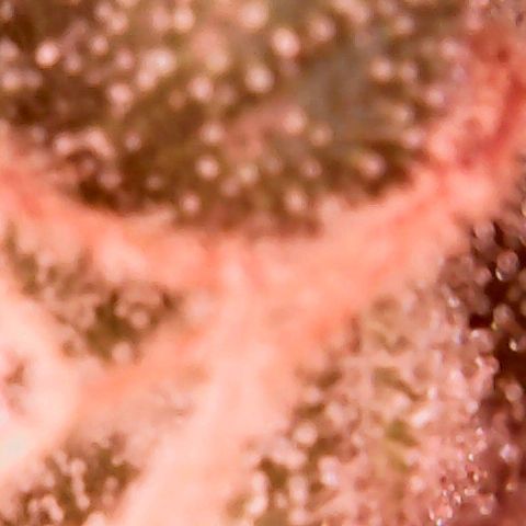 Pink Rozay Auto growlog timeline photo