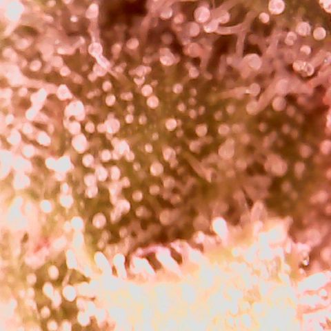 Pink Rozay Auto growlog timeline photo