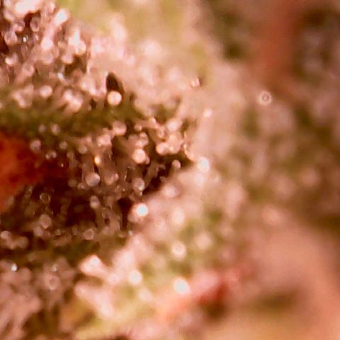 Pink Rozay Auto growlog timeline photo