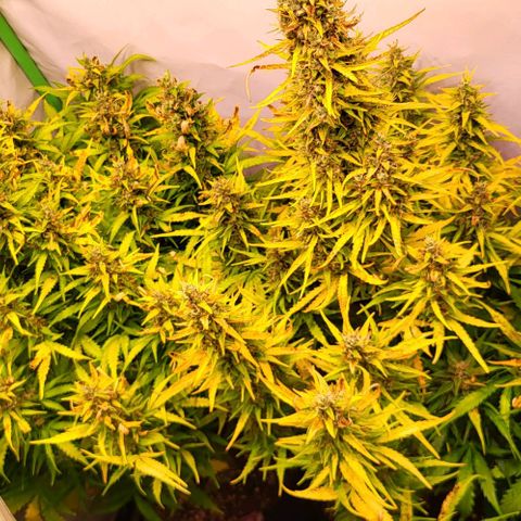 Pink Rozay Auto growlog timeline photo