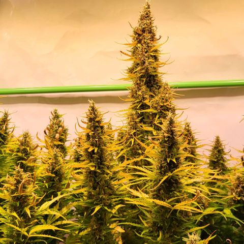 Pink Rozay Auto growlog timeline photo