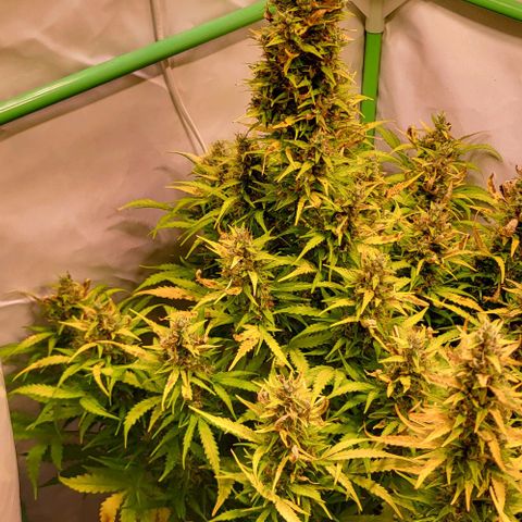 Pink Rozay Auto growlog timeline photo