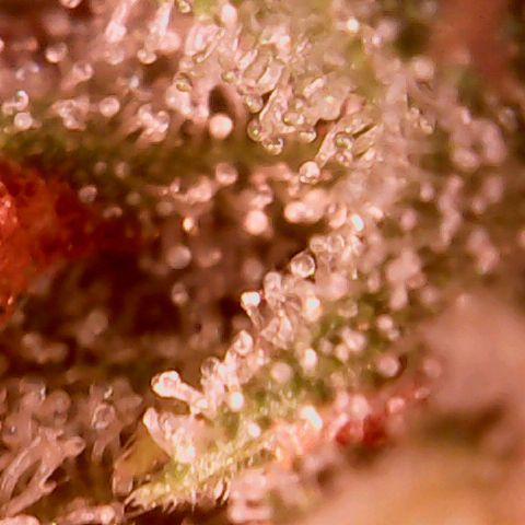 Pink Rozay Auto growlog timeline photo