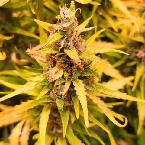 Pink Rozay Auto growlog timeline photo
