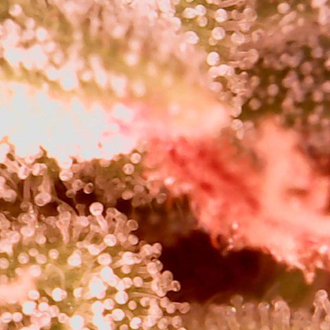 Pink Rozay Auto growlog timeline photo