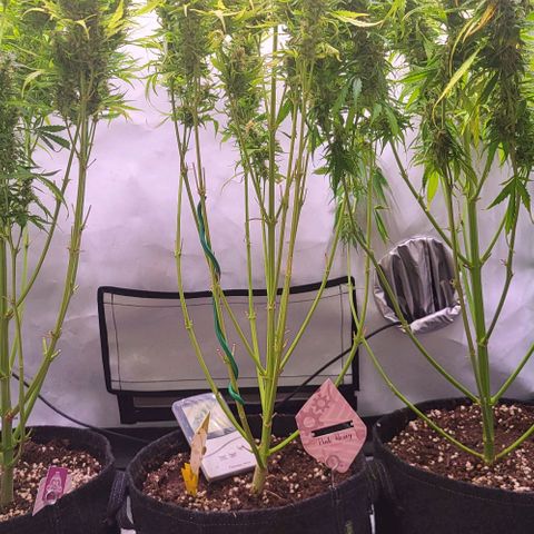 Pink Rozay Auto growlog timeline photo