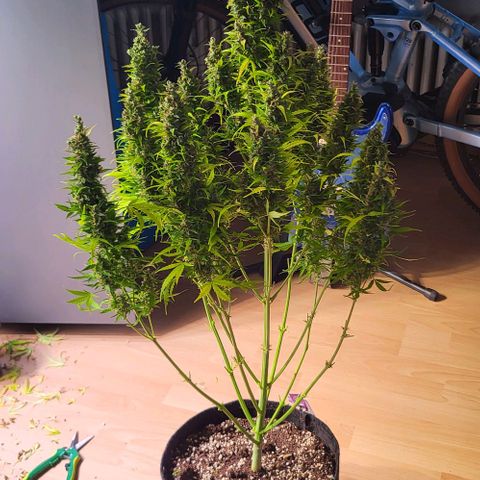 Pink Rozay Auto growlog timeline photo