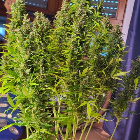 Pink Rozay Auto growlog timeline photo