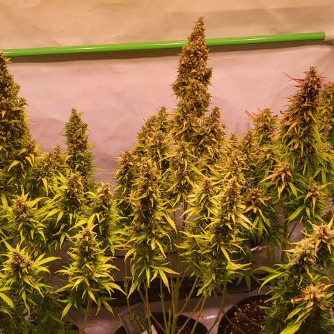 Pink Rozay Auto growlog timeline photo
