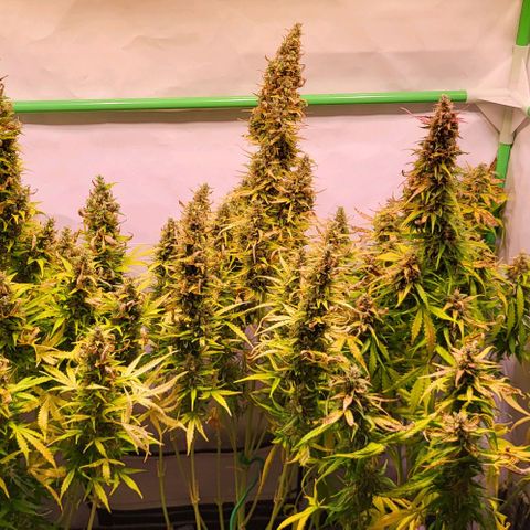 Pink Rozay Auto growlog timeline photo