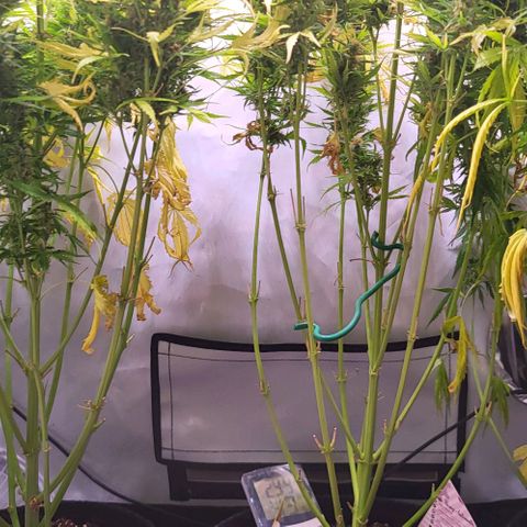 Pink Rozay Auto growlog timeline photo