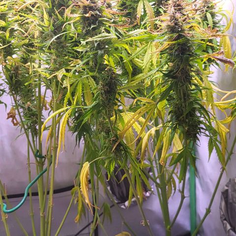 Pink Rozay Auto growlog timeline photo