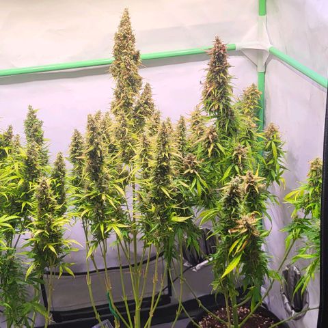 Pink Rozay Auto growlog timeline photo