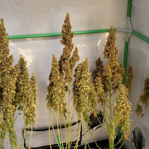 Pink Rozay Auto growlog timeline photo