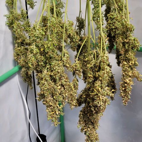 Pink Rozay Auto growlog timeline photo