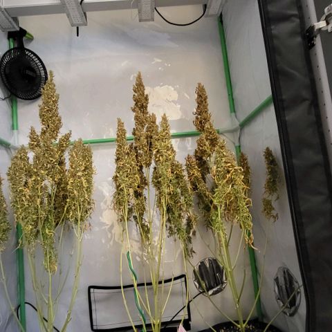 Pink Rozay Auto growlog timeline photo