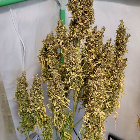 Pink Rozay Auto growlog timeline photo