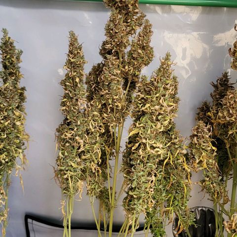 Pink Rozay Auto growlog timeline photo