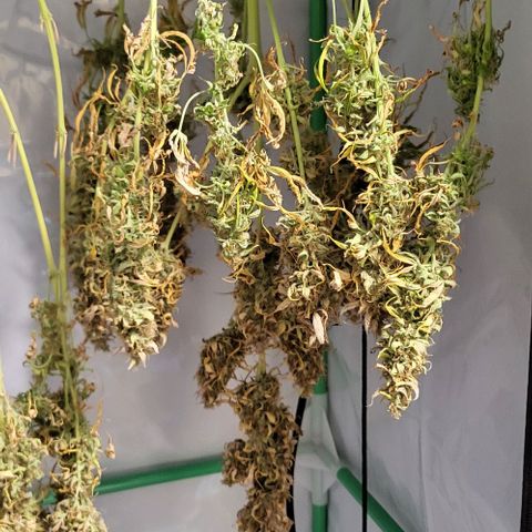Pink Rozay Auto growlog timeline photo