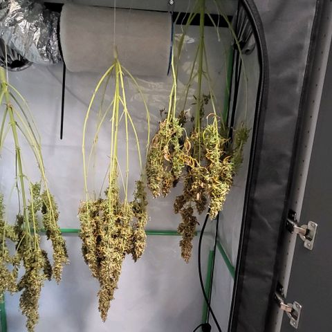 Pink Rozay Auto growlog timeline photo