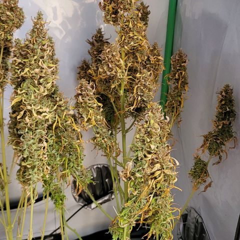 Pink Rozay Auto growlog timeline photo