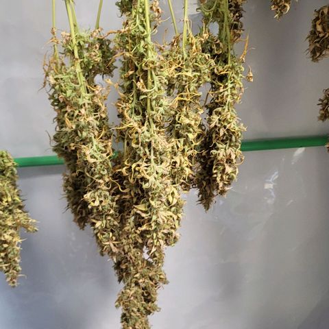 Pink Rozay Auto growlog timeline photo