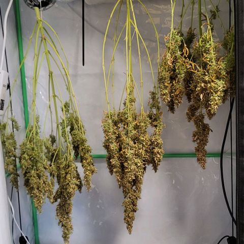 Pink Rozay Auto growlog timeline photo
