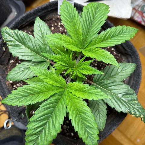 Papaya OG x Fresca Melon growlog timeline photo