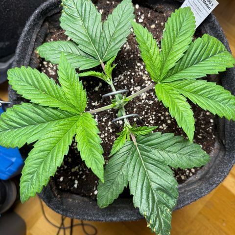 Papaya OG x Fresca Melon growlog timeline photo