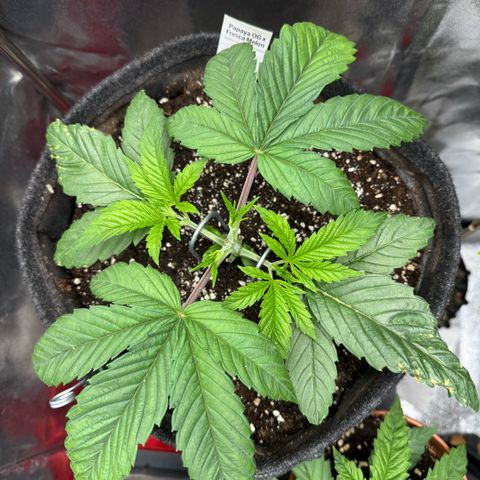 Papaya OG x Fresca Melon growlog timeline photo
